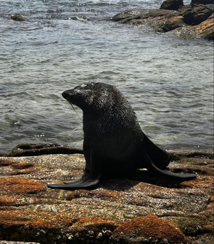 Foto mostra lobo-marinho em cima de pedra