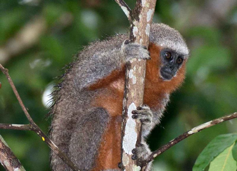 Macaco titi