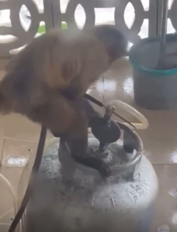 Macaco tentando abrir mangueira de botijão de gás 