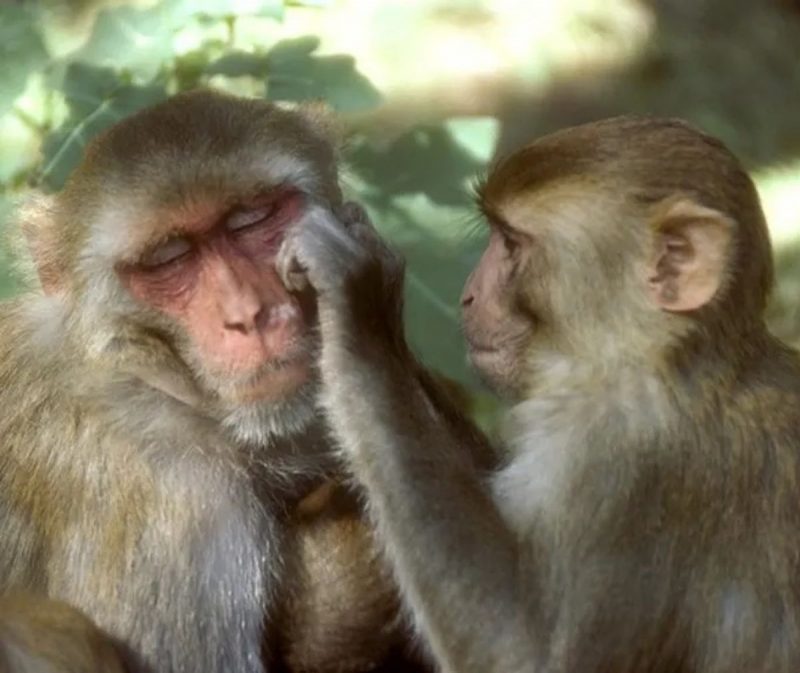 Macacos Rhesus juntos na natureza catando "piolhos"