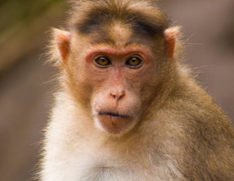 Macaco Rhesus com pelagem marrom olhando para fotografo 