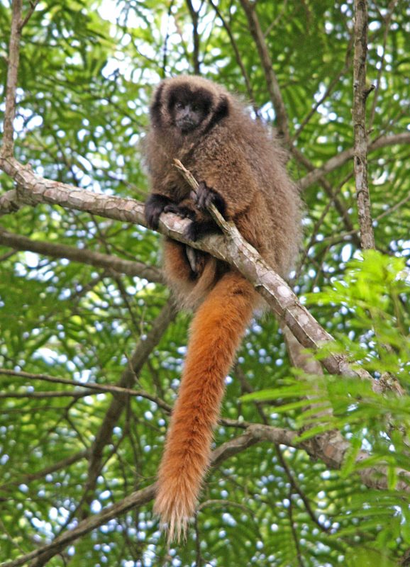 Macaco titi