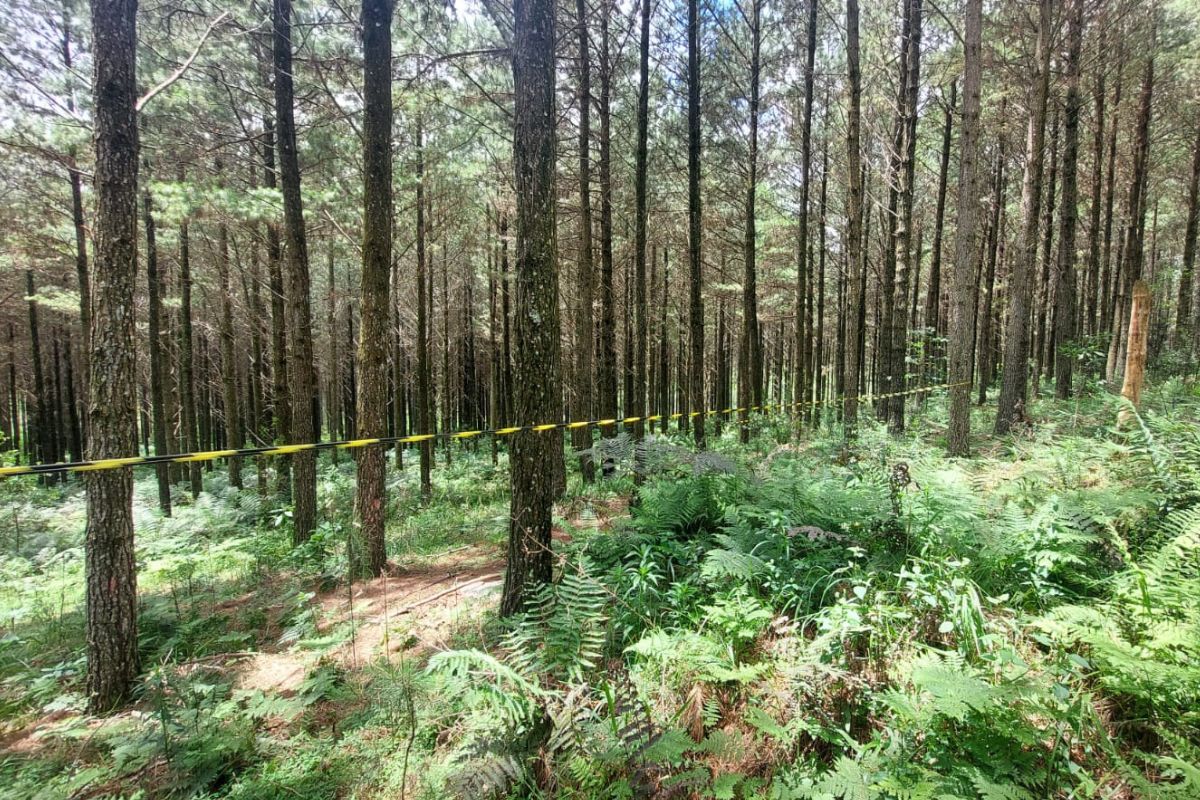 A Polícia Civil localizou o corpo em uma área de mata próximo do município de Palmas - Polícia Civil do Paraná/ND