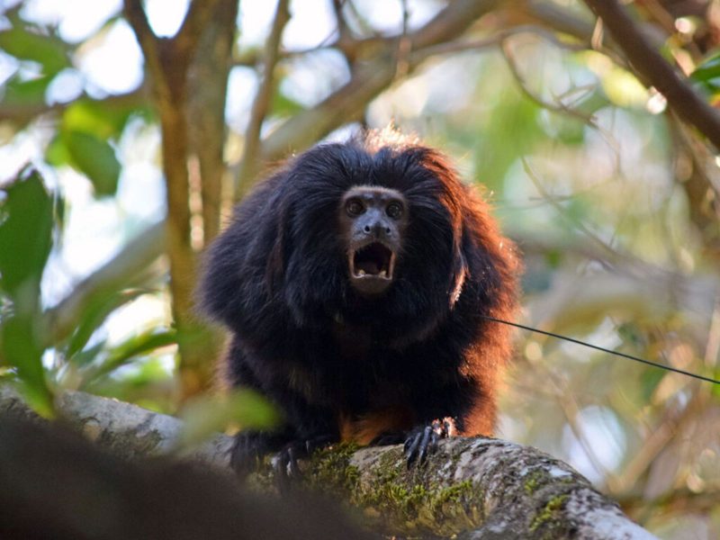 A imagem mostra um mico-leão-preto, espécie de primata raro que chegou à Pomerode 