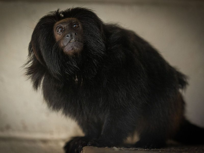 A imagem mostra um mico-leão-preto, espécie de primata raro que chegou à Pomerode 