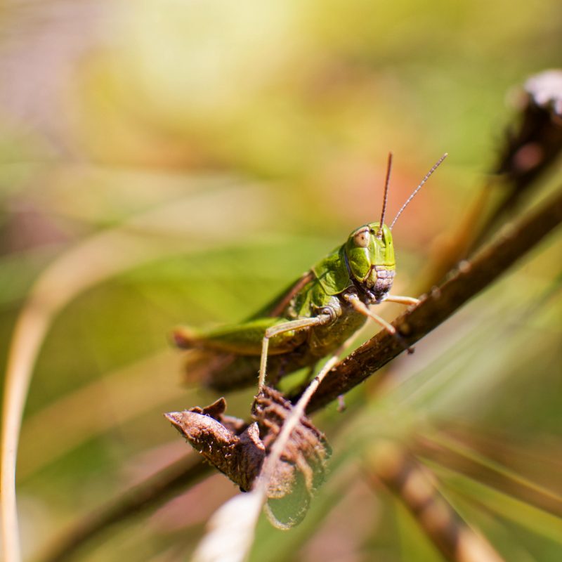 grilo verde