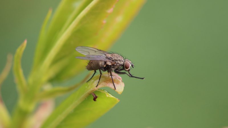 mosca parada no caule de uma planta