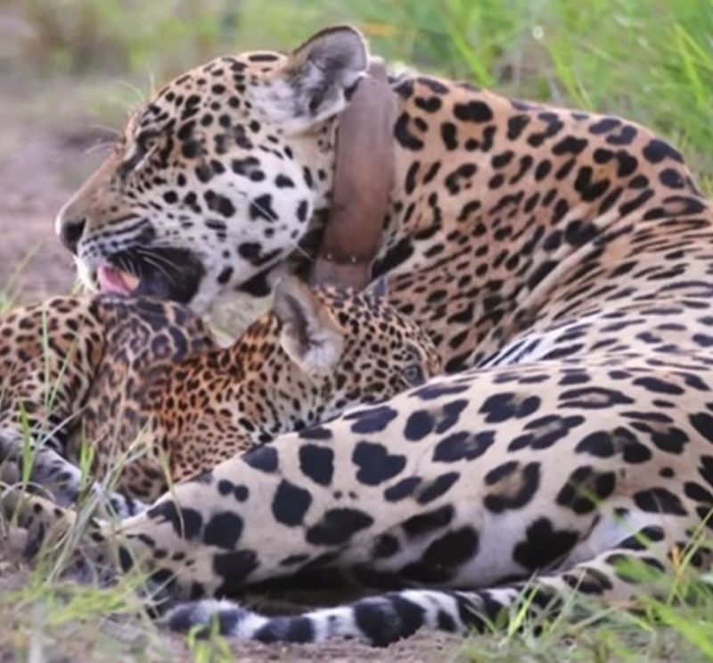 Onça-pintada amamentando filhote no Pantanal 