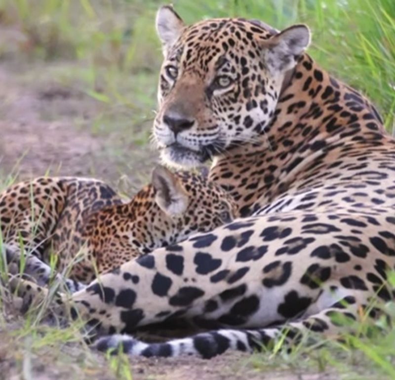 Onça-pintada amamentando filhote no Pantanal 