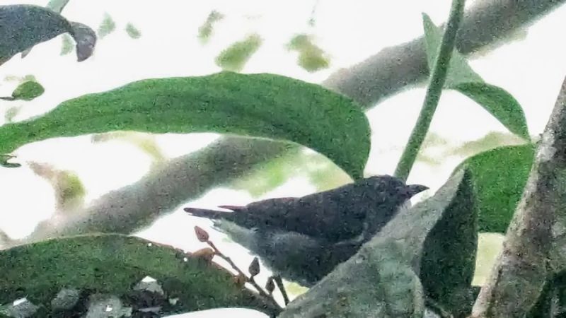 Pássaro raro é encontrado em uma ilha asiática 