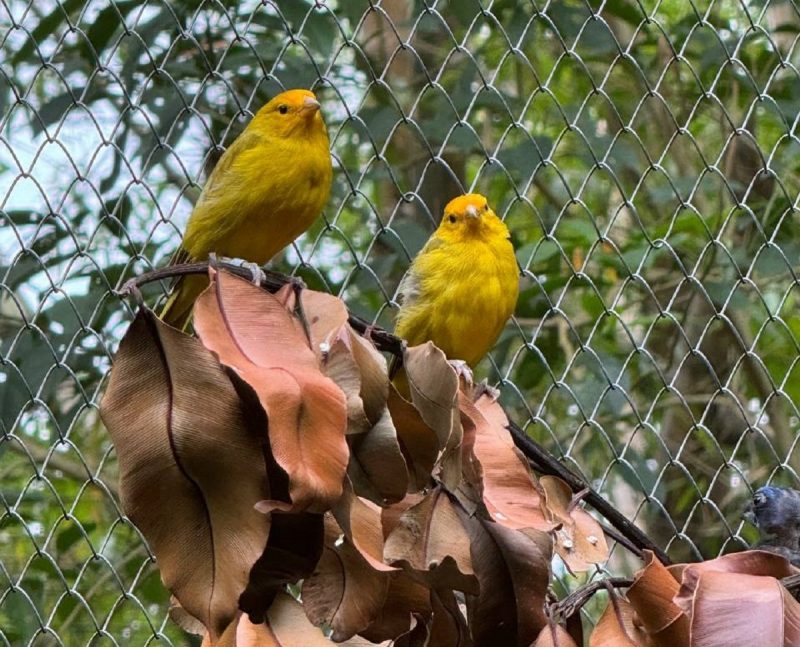 Pássaros silvestres em cima de galho