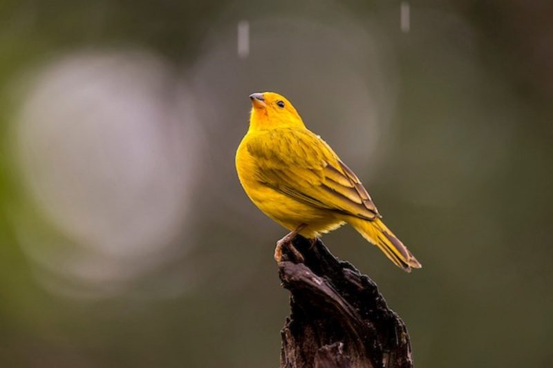 Pássaro em cima de troco de árvore