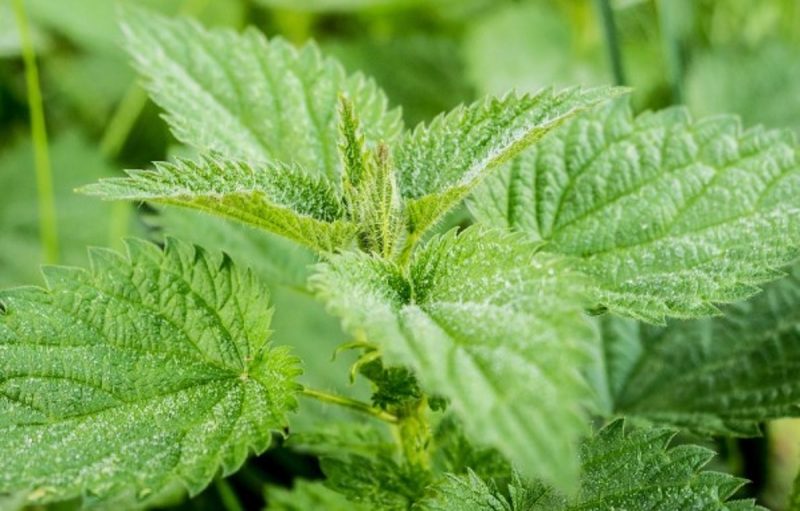 na foto aparece a urtiga que é uma planta repleta de vitaminas e benefícios à saúde