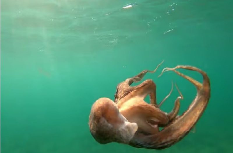 Polvo nadando em mar da cor azul claro