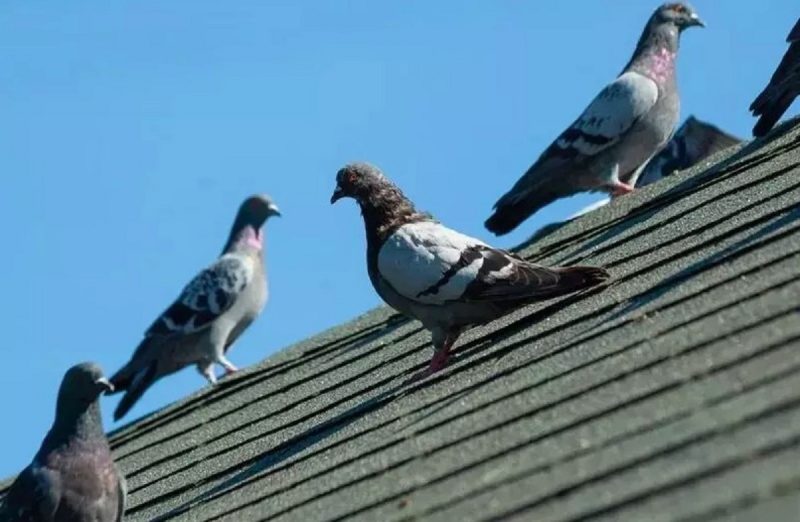 Pombos em cima de telhado