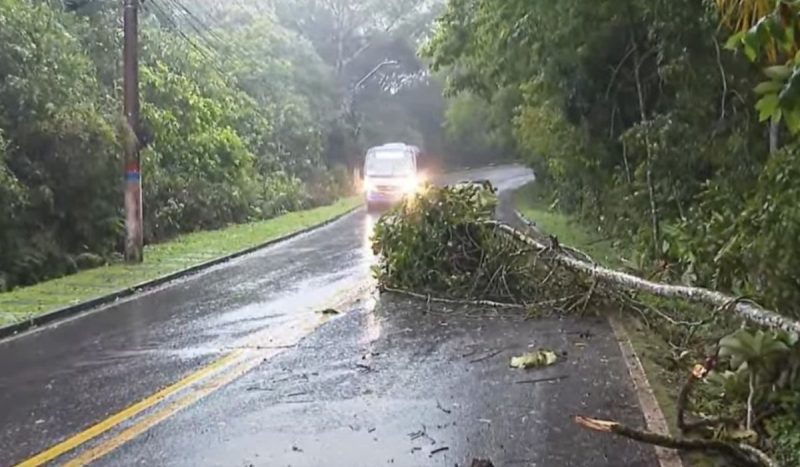 Chuva causa queda de árvore no Morro da Cruz, em Florianópolis