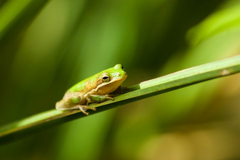 Rã-verde em cima de um caule