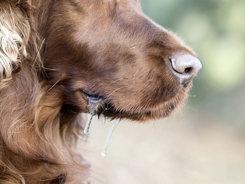 A imagem mostra um cachorro com saliva escorrendo.