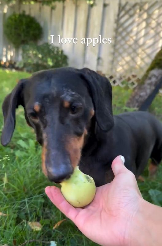 Cachorro comendo uma maçã na mão de sua tutora