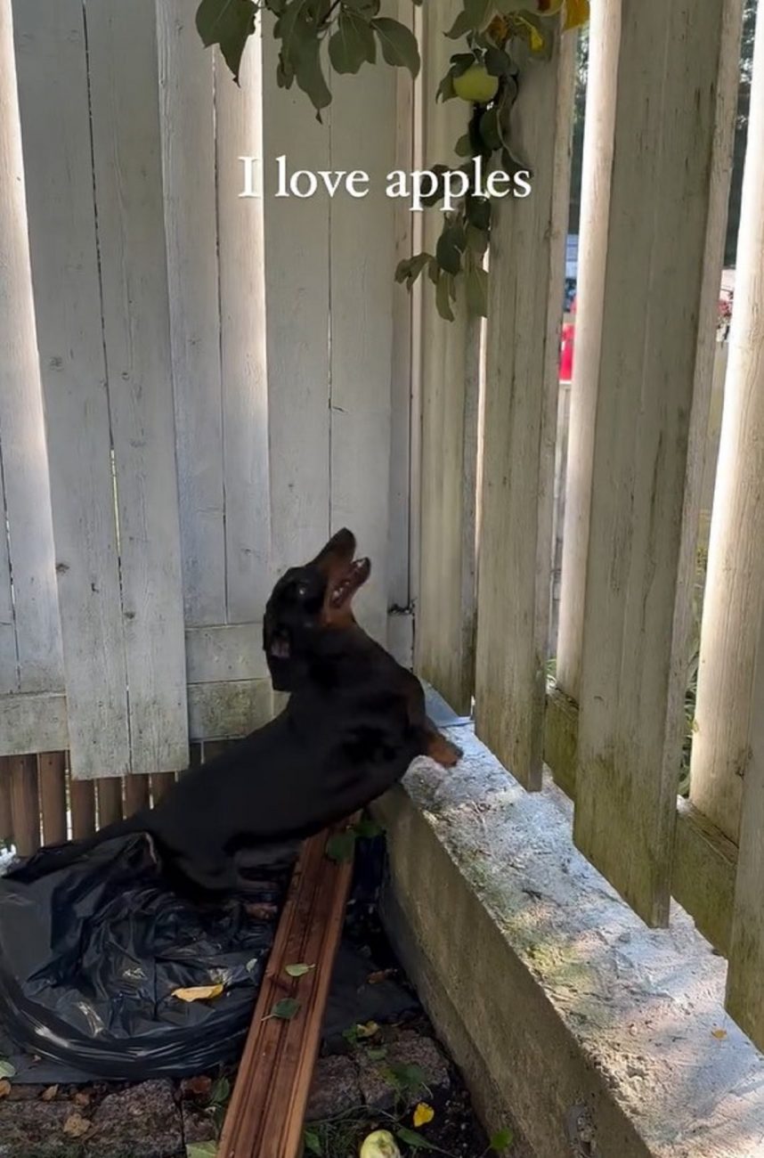 Cachorro salsicha apaixonado por maçãs encantou a internet - Instagram/Reprodução/ND