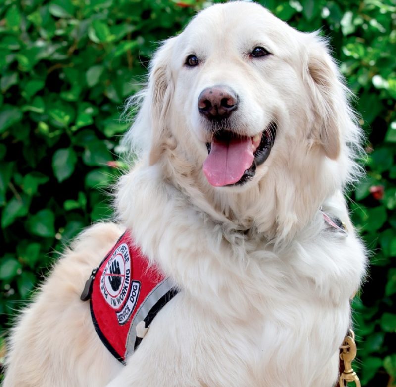 Sampson sentado com seu uniforme em um fundo com flores verdes