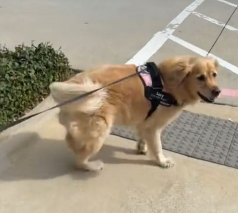 Golden Retriever com guia durante passeio pelas ruas próxima à casa onde vive com tutora