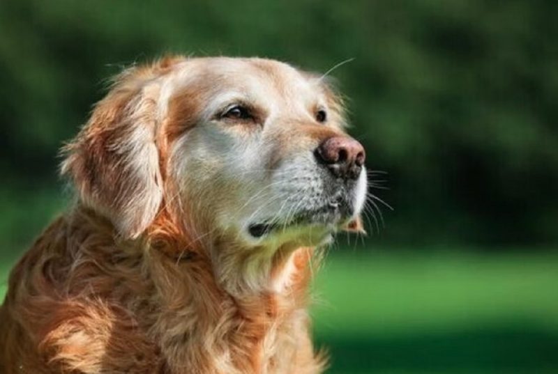 Golden Retriever idoso olhando para o horizonte