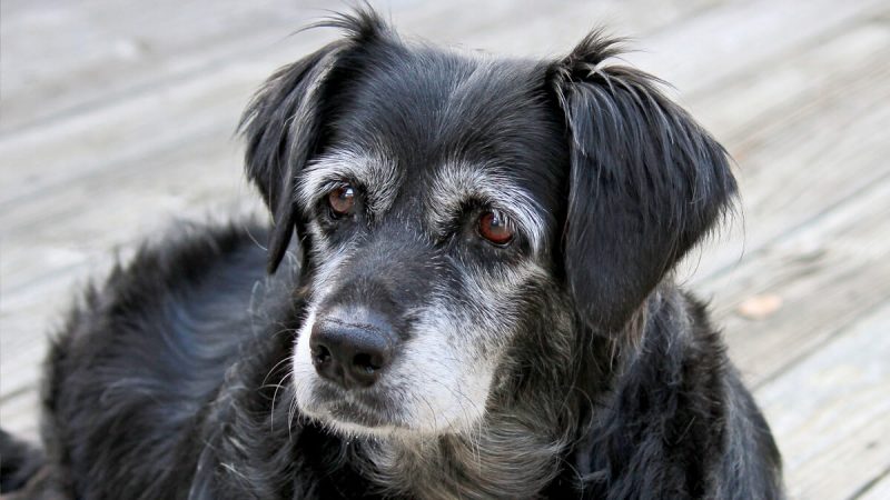 Cachorro idoso olhando para o lado