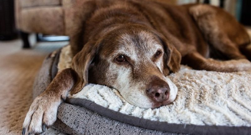 Últimos sinais dos cachorros: cachorro deitado em sua almofada