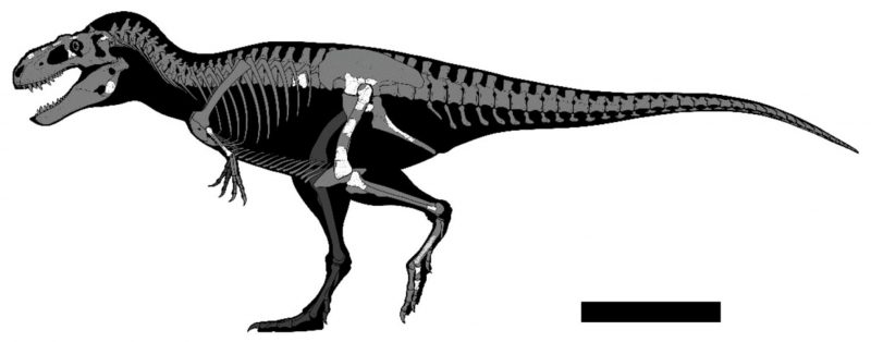 Esqueleto da nova espécie de Tiranossauro encontrada no México