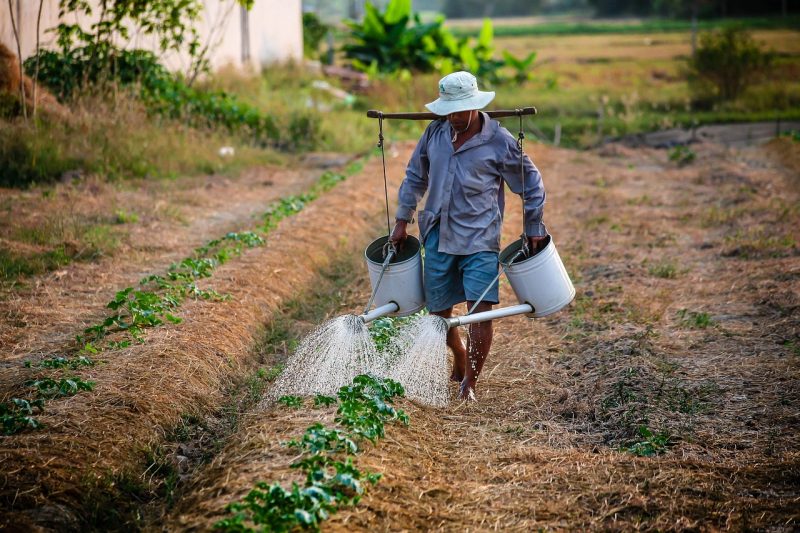 Homem com vestimenta de agricultor regando as plantas 