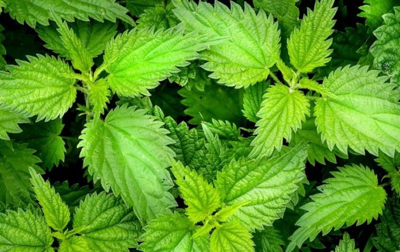 na foto aparece a urtiga, uma planta cheia de vitaminas e minerais que ajudam a saúde