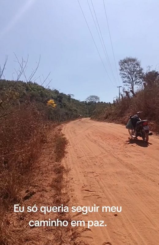 Vaca bloqueando o caminha de motociclista