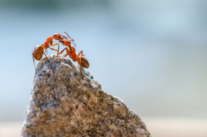 formigas em cima de pedra 