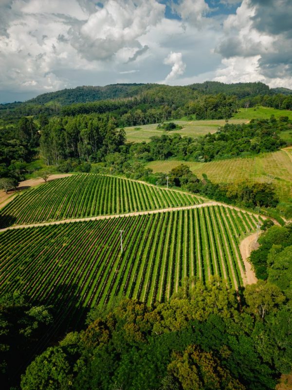 Produção de vinhos 