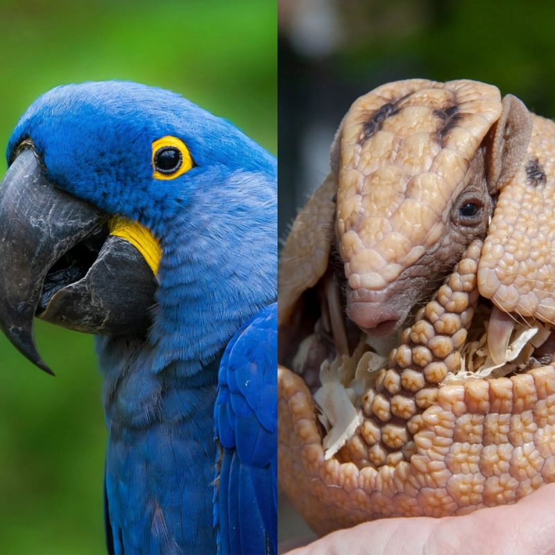 Arara Azul e Tatu Bola são alguns dos animais que só existem no Brasil