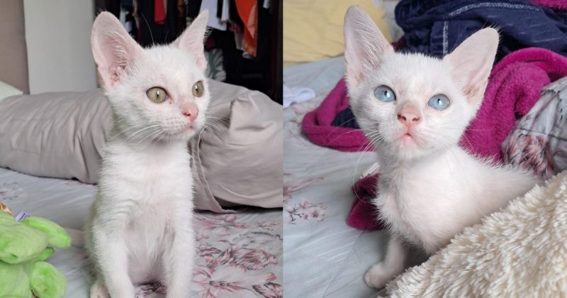 Apólo e Penélope, gatos abandonados em SC