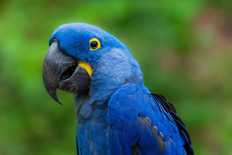 Arara-azul-de-Lear