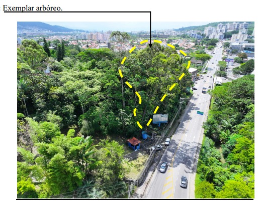 Árvore que será cortada às margens da SC-404