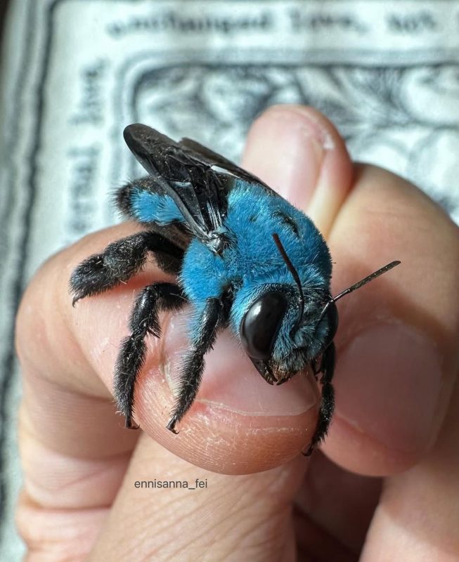 Abelha azul solitária em mão de fotógrafo 