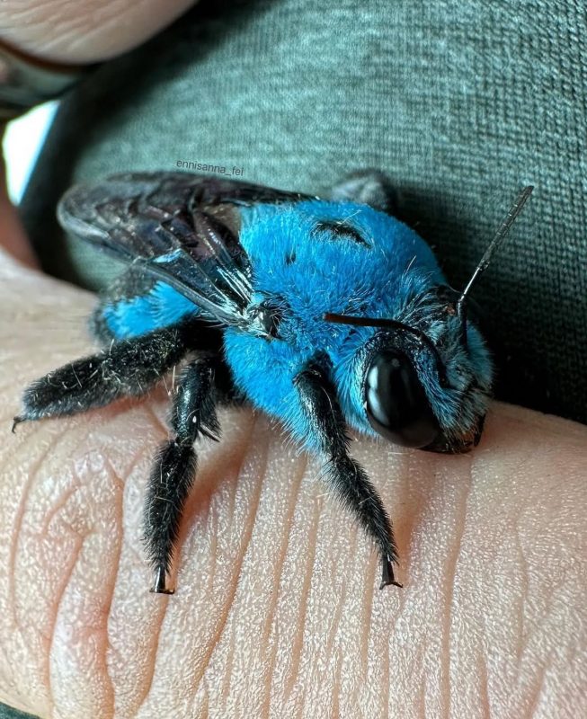 Abelha azul solitária em mão de fotógrafo 