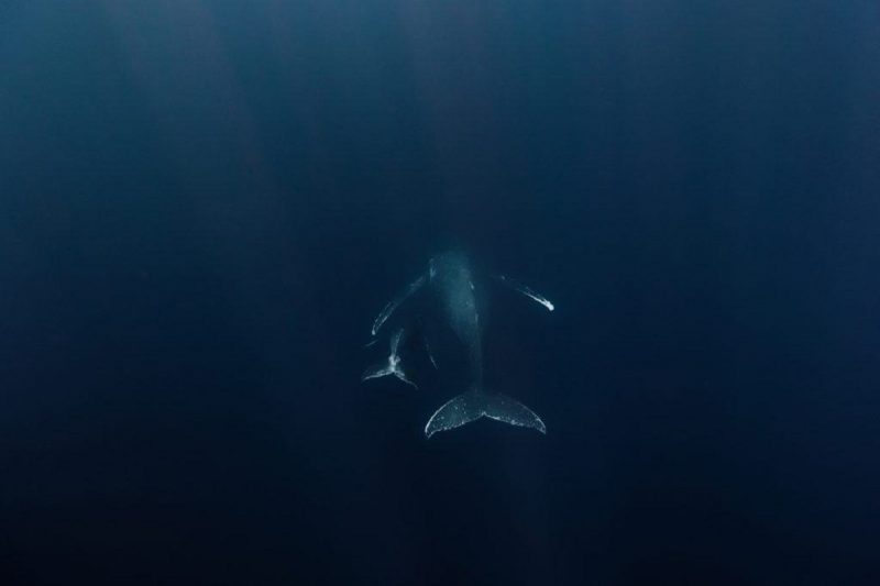 Espécie é considerada a baleia mais rara do mundo