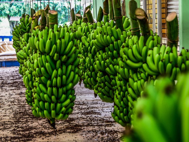 A imagem mostra a banana de Luiz Alves, que recebeu o reconhecimento de Indicação Geográfica (IG)