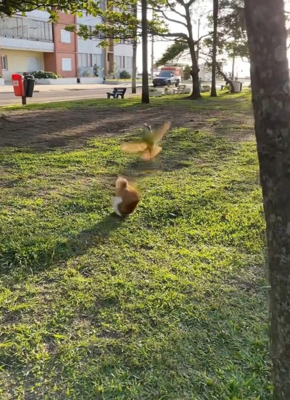 Gata desviando de ataques rasantes dos bem-te-vis gângsters