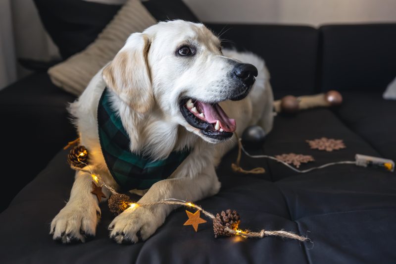 Pet com luzinhas durante queima de fogos de artifício no Ano Novo 