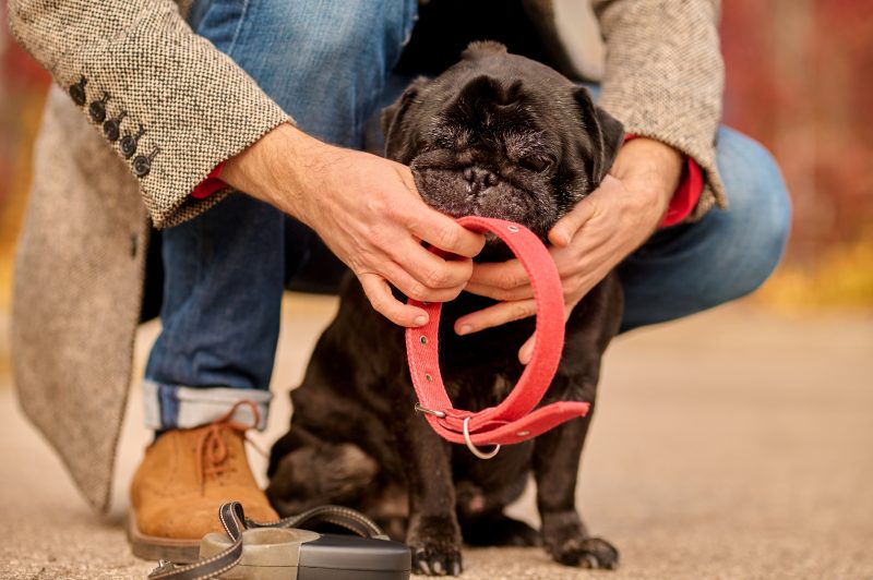 Pet frustrado ao perceber que tutor vai colocar coleira nele 