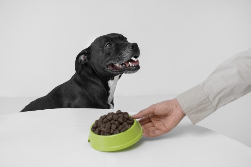 Quantas vezes um cachorro deve comer: pet olhando para tutor com vasilha de ração