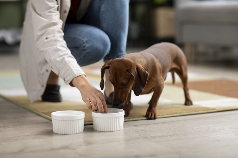 Quantas vezes um cachorro deve comer: pet comendo em vasilha de ração