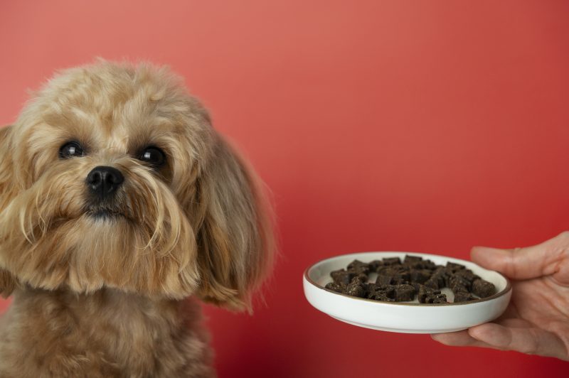 Quantas vezes um cachorro deve comer: pet virando a cara para vasilha de ração