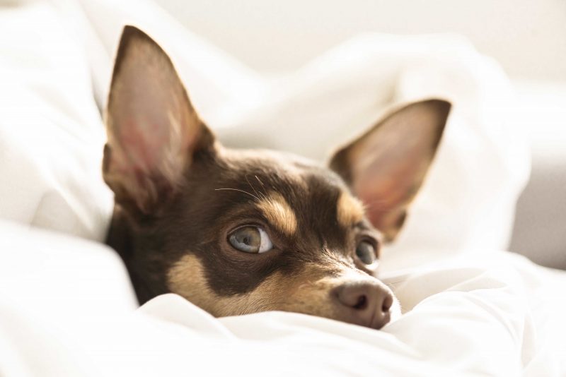 Cachorro coberto com lençol branco em cima de cama 